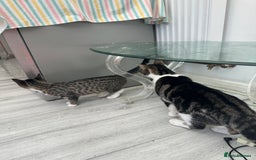 Mixed Breed cats for sale: Two kittens for sale - Image 6