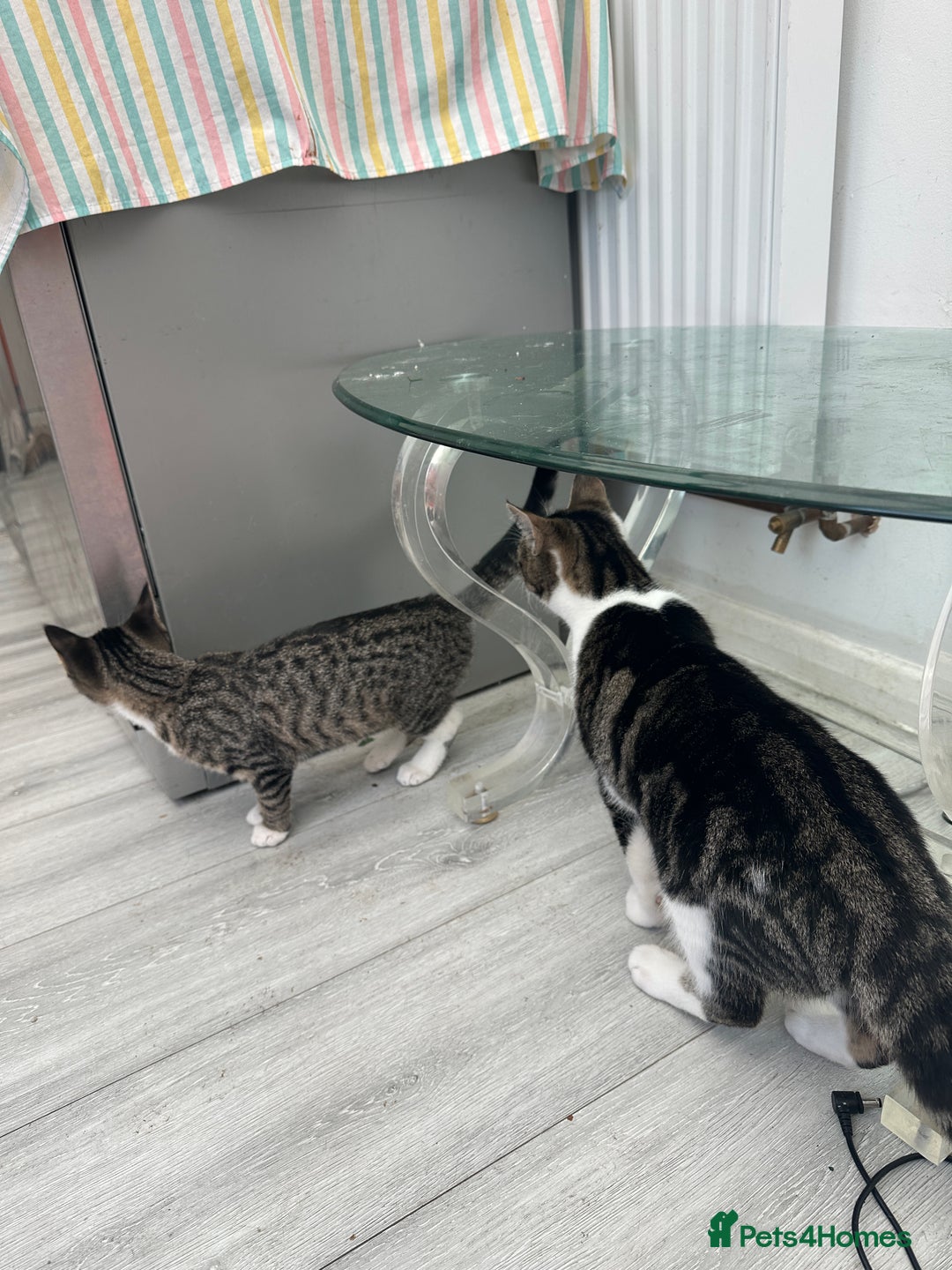 Mixed Breed cats for sale: Two kittens for sale - Image 6