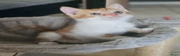 Mixed Breed cats for sale: 6 kittens, 2 ginger, 1 gray, and 3 black and white - Advert 6