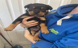 Rottweiler dogs for sale: Rottweiler puppies - Image 11
