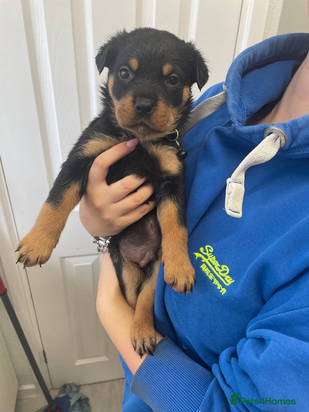 Rottweiler dogs for sale: Rottweiler puppies - Image 11