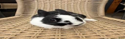 Netherland Dwarf rabbits for sale: 4 Adorable Dwarf Bunnies  - Advert 5