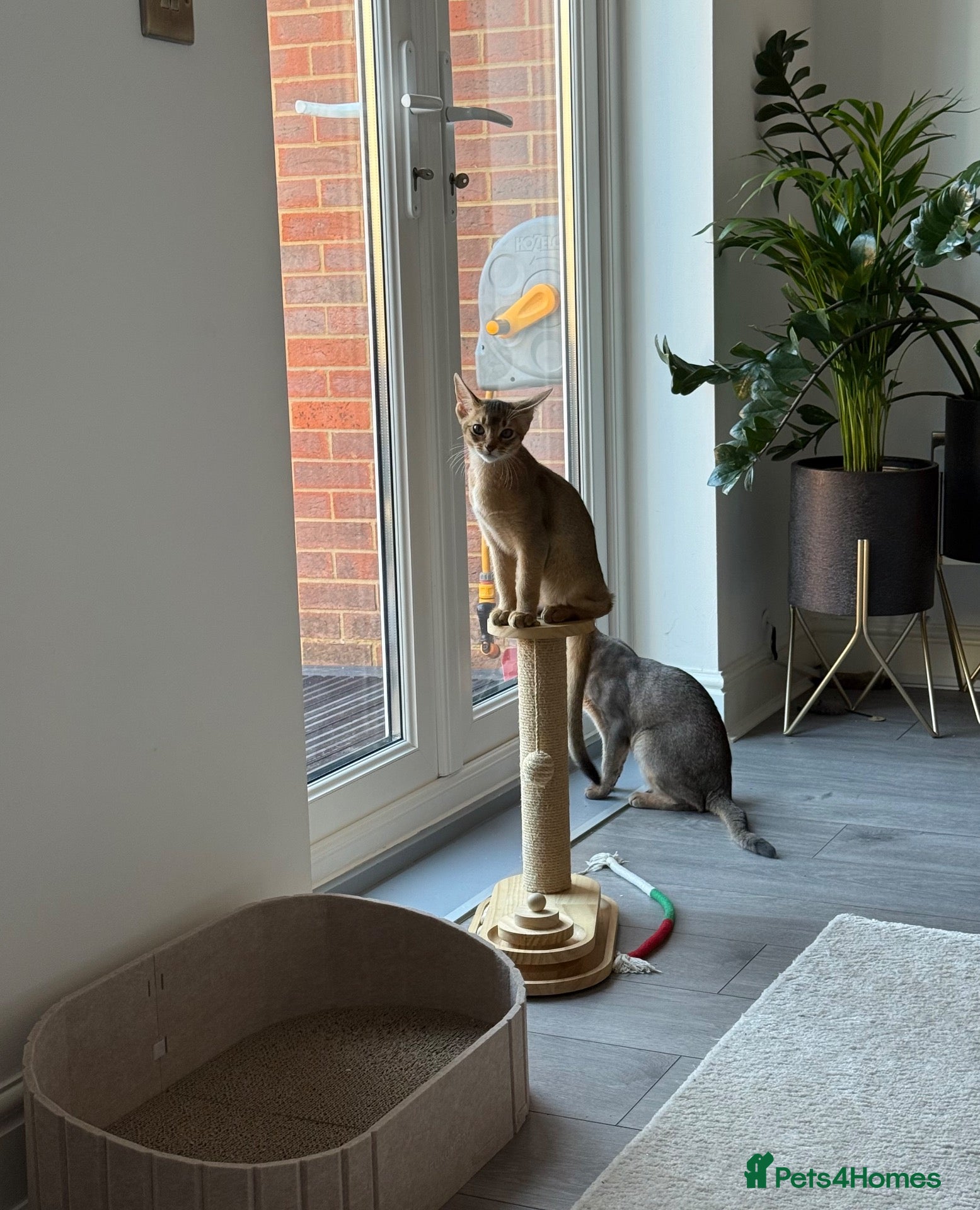 Abyssinian cats 🐾 Two Gorgeous Abyssinian Kittens 🐈‍⬛ - Advert 5
