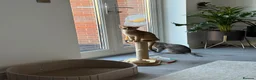Abyssinian cats for sale: 🐾 Two Gorgeous Abyssinian Kittens 🐈‍⬛ - Advert 3