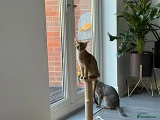 Abyssinian cats 🐾 Two Gorgeous Abyssinian Kittens 🐈⬛ - Advert 5