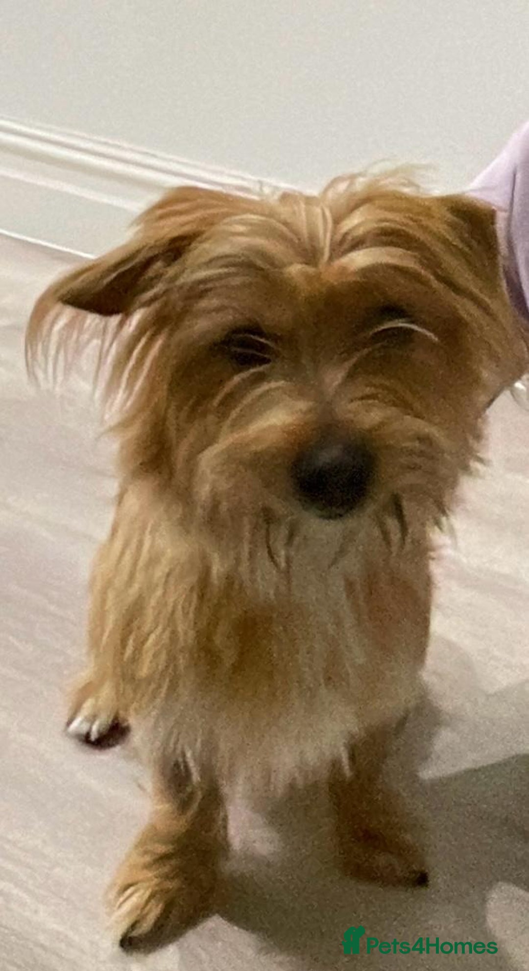 Mixed Breed dogs for sale: Sweet Boy-Milo - Advert 2