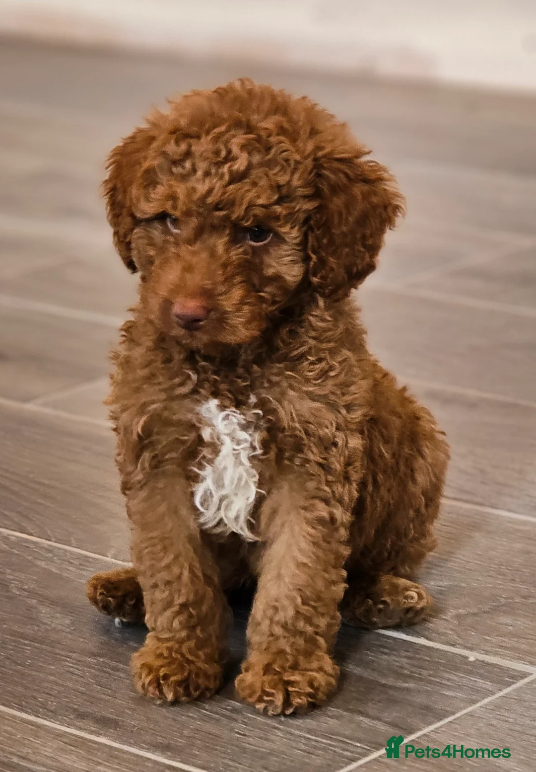 Australian Labradoodle dogs for sale: Stunning Miniature Australian Labradoodle pups - Advert 2