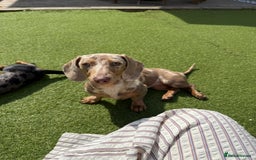 Miniature Dachshund dogs for sale: Miniature dachshunds to stay together! - Image 3