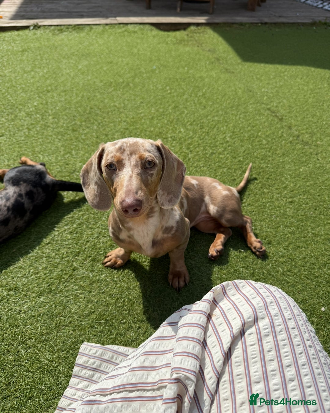 Miniature Dachshund dogs for sale: Miniature dachshunds to stay together! - Image 3