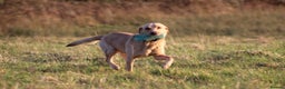 Labrador Retriever dogs for stud: Extensively Health Tested Yellow Labrador Stud in Totnes - Advert 4