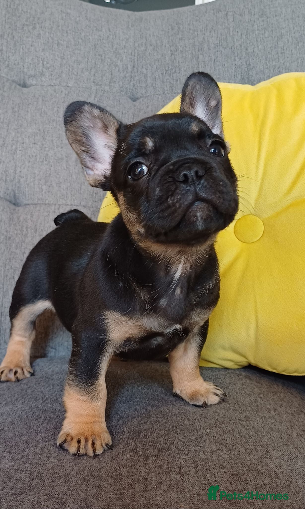 French Bulldog dogs Ready now, quality French Bulldog Puppies  - Advert 4
