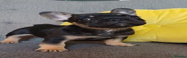 Flipper