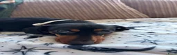 Miniature Dachshund dogs for stud: Miniature Dachshund for Breeding – Winnie 🐾 - Advert 2