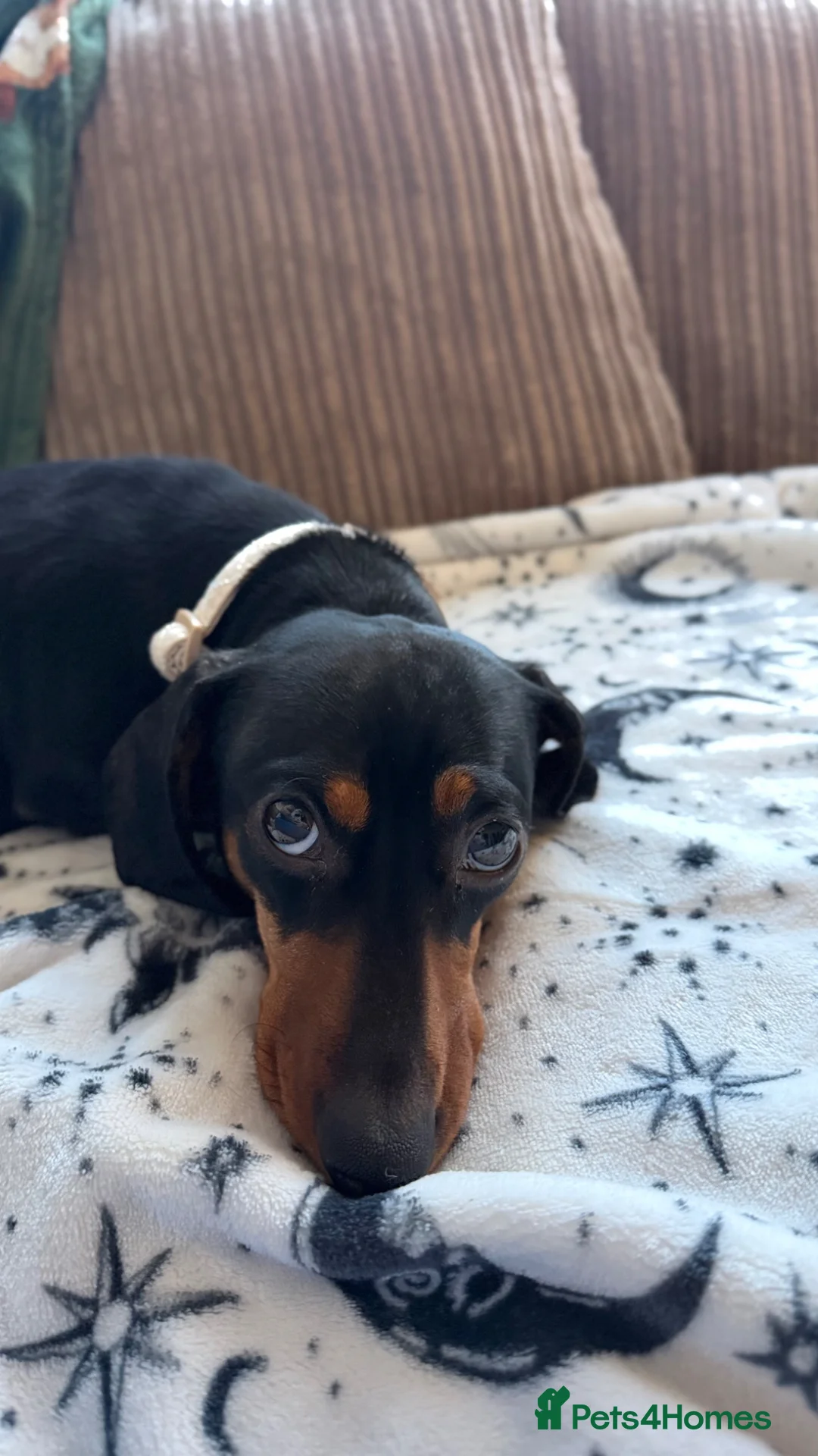 Miniature Dachshund dogs for stud: Miniature Dachshund for Breeding – Winnie 🐾 - Advert 2