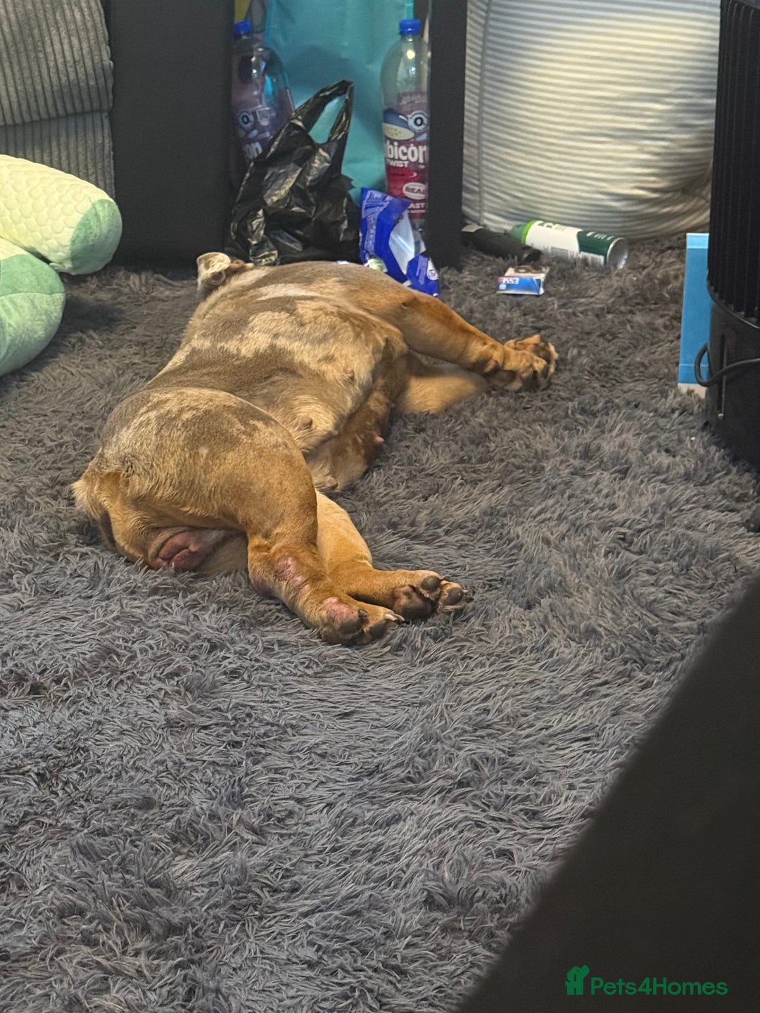 English Bulldog dogs for sale: Beautiful female English bulldog  - Advert 5