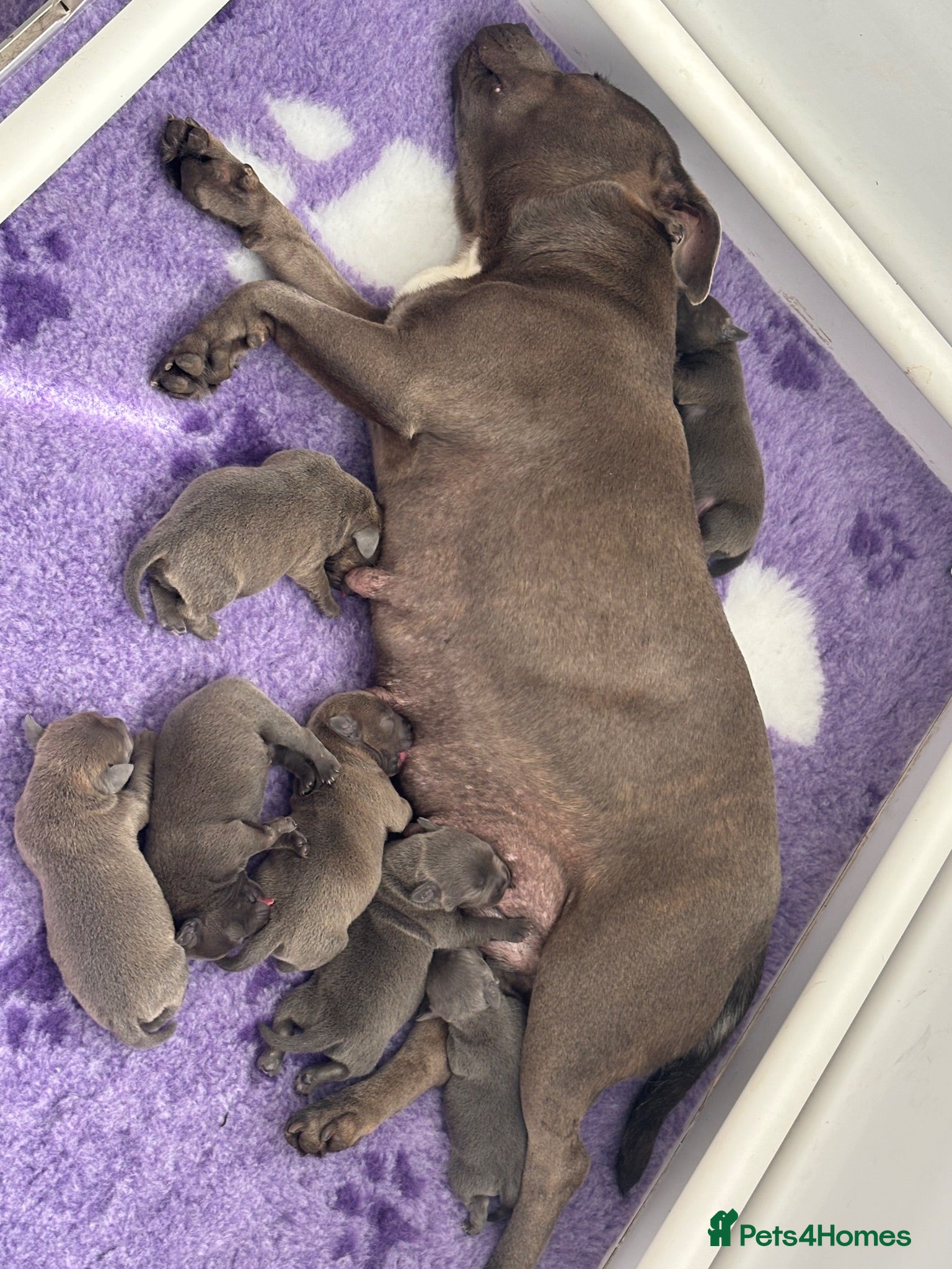 Staffordshire Bull Terrier dogs Staffordshire bull terrier blue kc reg full ped - Advert 1