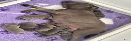 Staffordshire Bull Terrier dogs for sale: Staffordshire bull terrier blue kc reg full ped in Rhyl - Advert 1