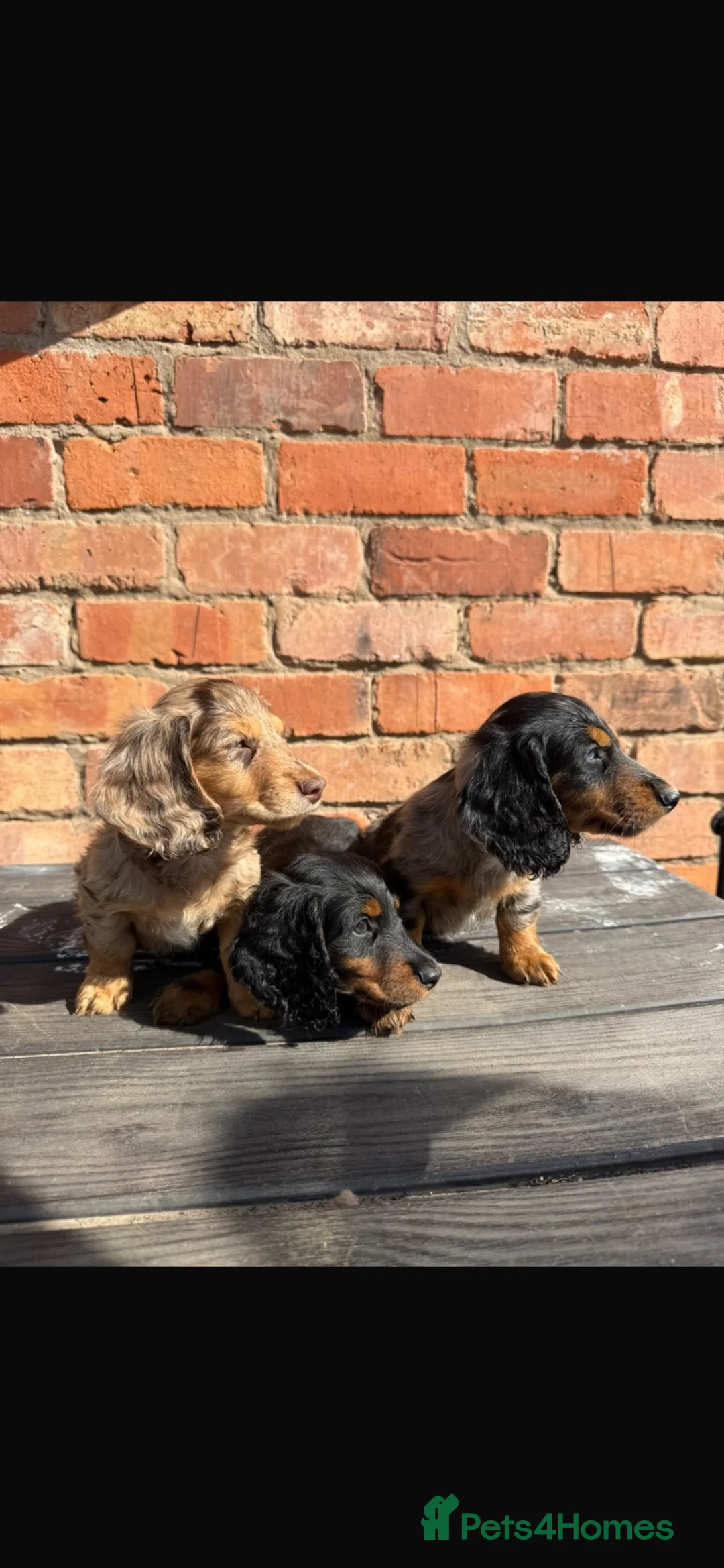 Dachshund dogs for sale: Long haired Dachshund Puppies for Sale - Advert 13