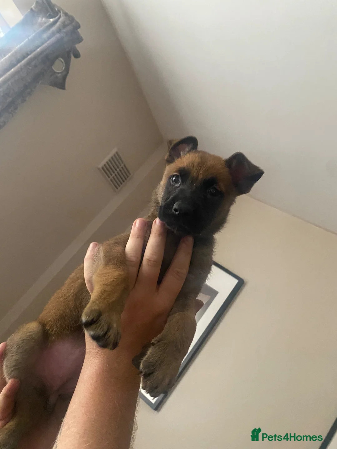 Mixed Breed dogs for sale: Beautiful puppies looking for the new home  - Advert 2