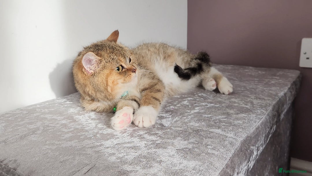 British Shorthair cats for sale: 🏆 Pedigree Silver British Shorthair Kittens 🏆 - Advert 17