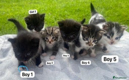 Mixed Breed cats for sale: Fluffy mixed tabby kittens  - Image 10
