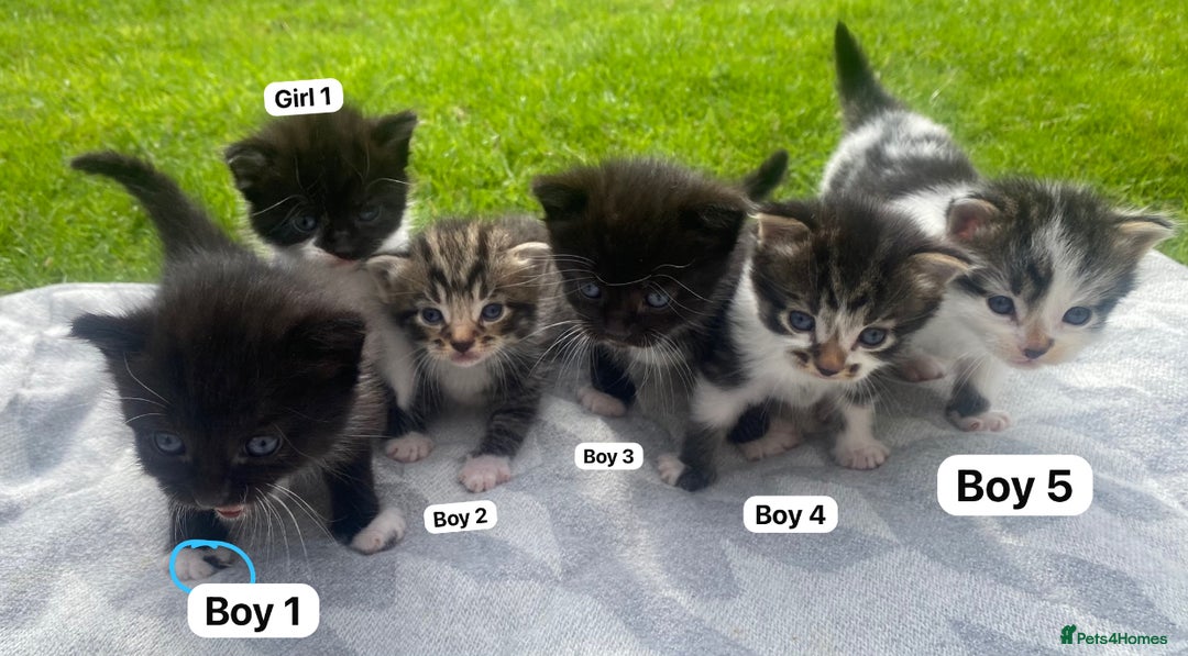 Mixed Breed cats for sale: Fluffy mixed tabby kittens  - Image 10