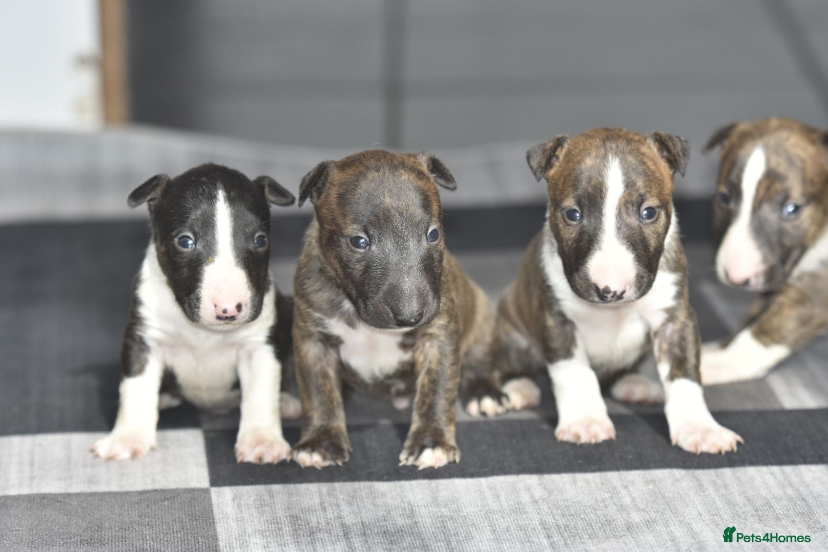 Miniature Bull terrier dogs Top quality miniature bull terrier puppies  - Advert 6