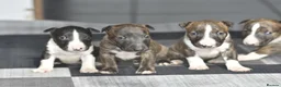 Miniature Bull terrier dogs for sale: Top quality miniature bull terrier puppies  - Advert 1