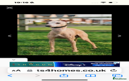 Italian Greyhound dogs for sale: Stunning Tiny Cream Boy  - Image 11