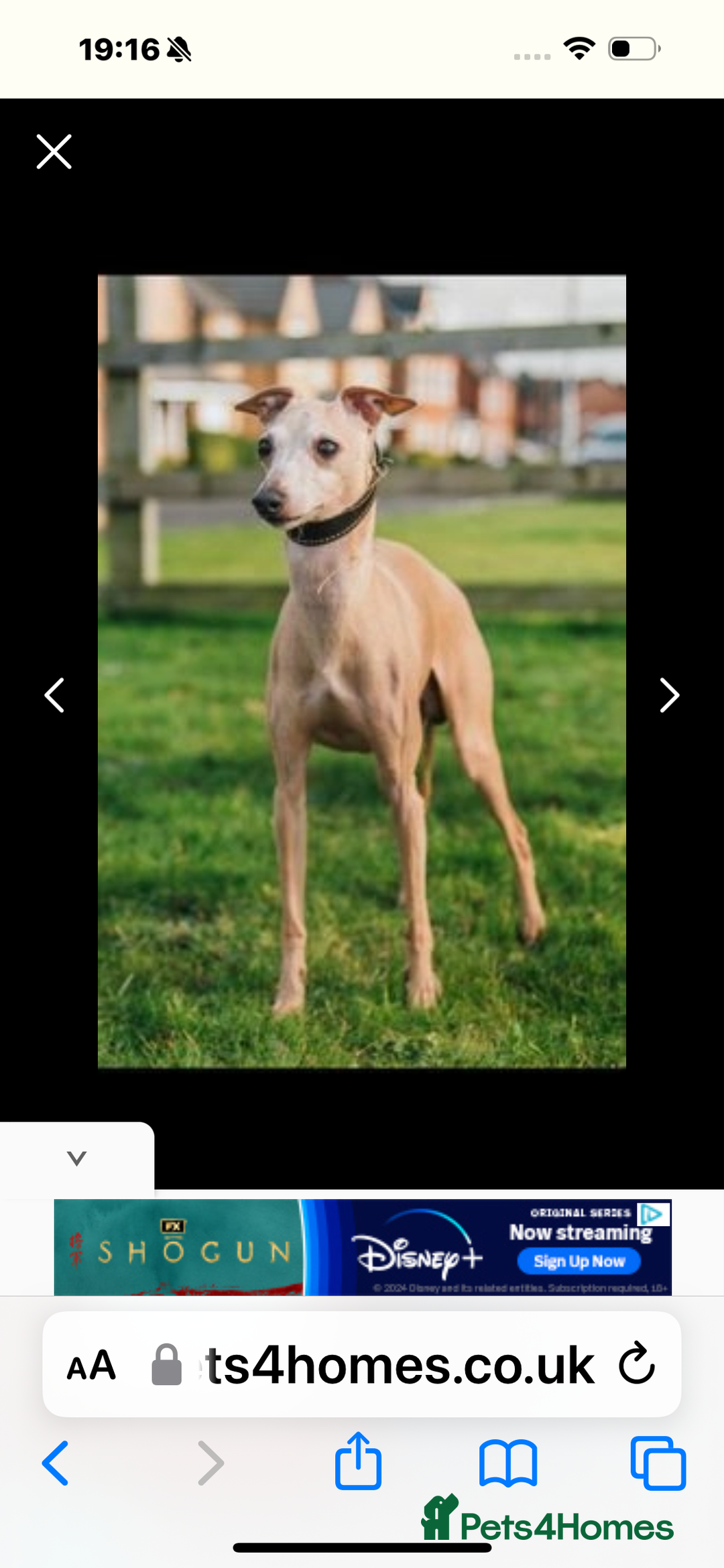 Italian Greyhound dogs for sale: Stunning Tiny Cream Boy  - Image 11