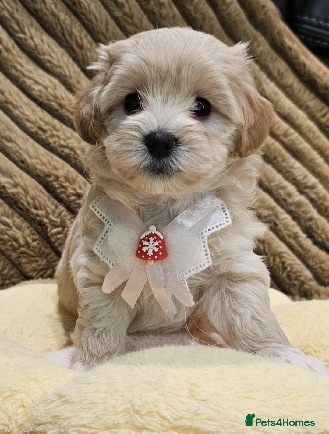 Maltipoo dogs for sale: F1 Beautiful Maltipoo Girls - Advert 7