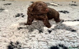 Cockapoo dogs for sale: 🐾 Beautiful F1B Cockapoos –Health Tested Parents  - Image 13