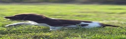 English Springer Spaniel dogs for sale: Stunning KC Reg springer spaniels in South Molton - Advert 5
