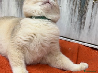 British Shorthair cats British shorthair Blue golden GCCF - Advert 6