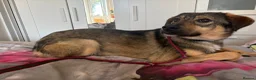 Mixed Breed dogs for adoption: Malia - Norwich Norfolk  - Advert 13