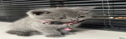 British Shorthair cats for sale: Female  - Advert 7