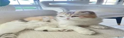 Scottish Fold cats for sale: Pedigree Adorable Scottish Fold Kittens  - Advert 28
