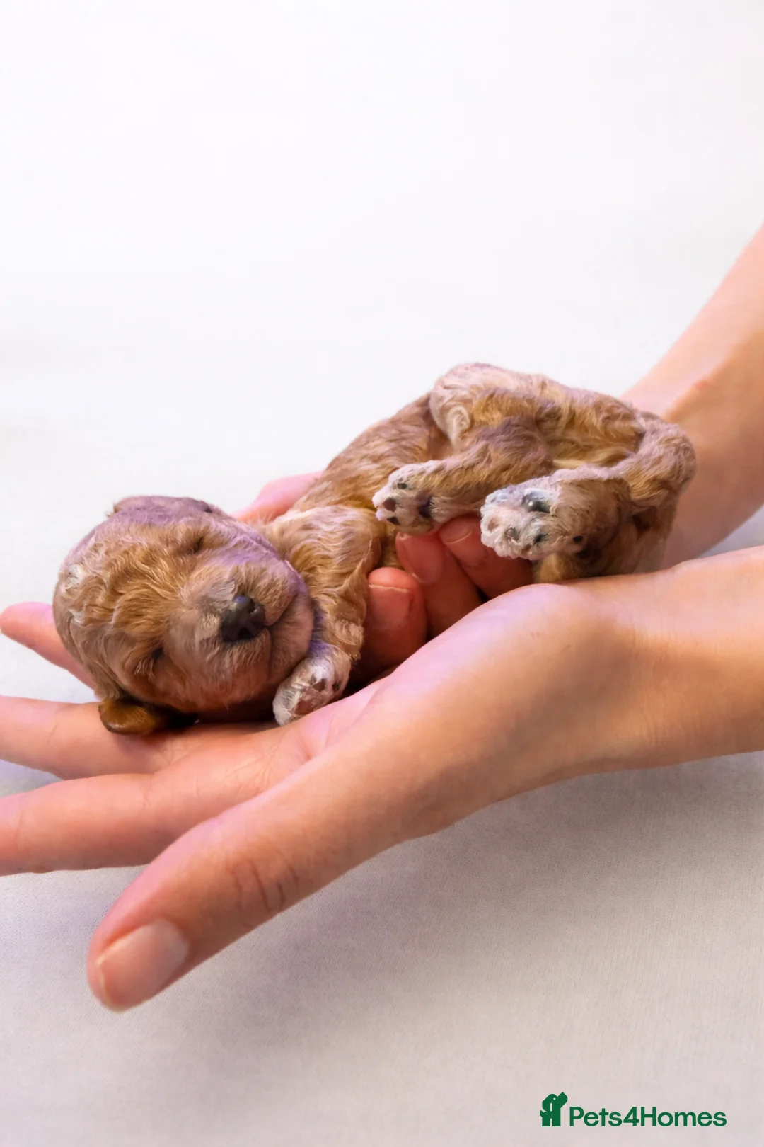 Cockapoo dogs for sale: Beautiful litter of F1B cockapoos in Havant - Advert 1