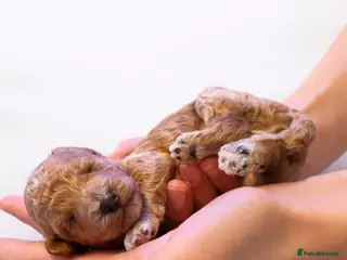 Cockapoo dogs Beautiful litter of F1B cockapoos - Advert 4