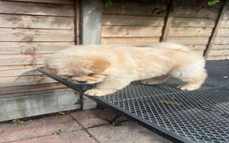 Chow Chow dogs for sale: Chow chow  - Image 8