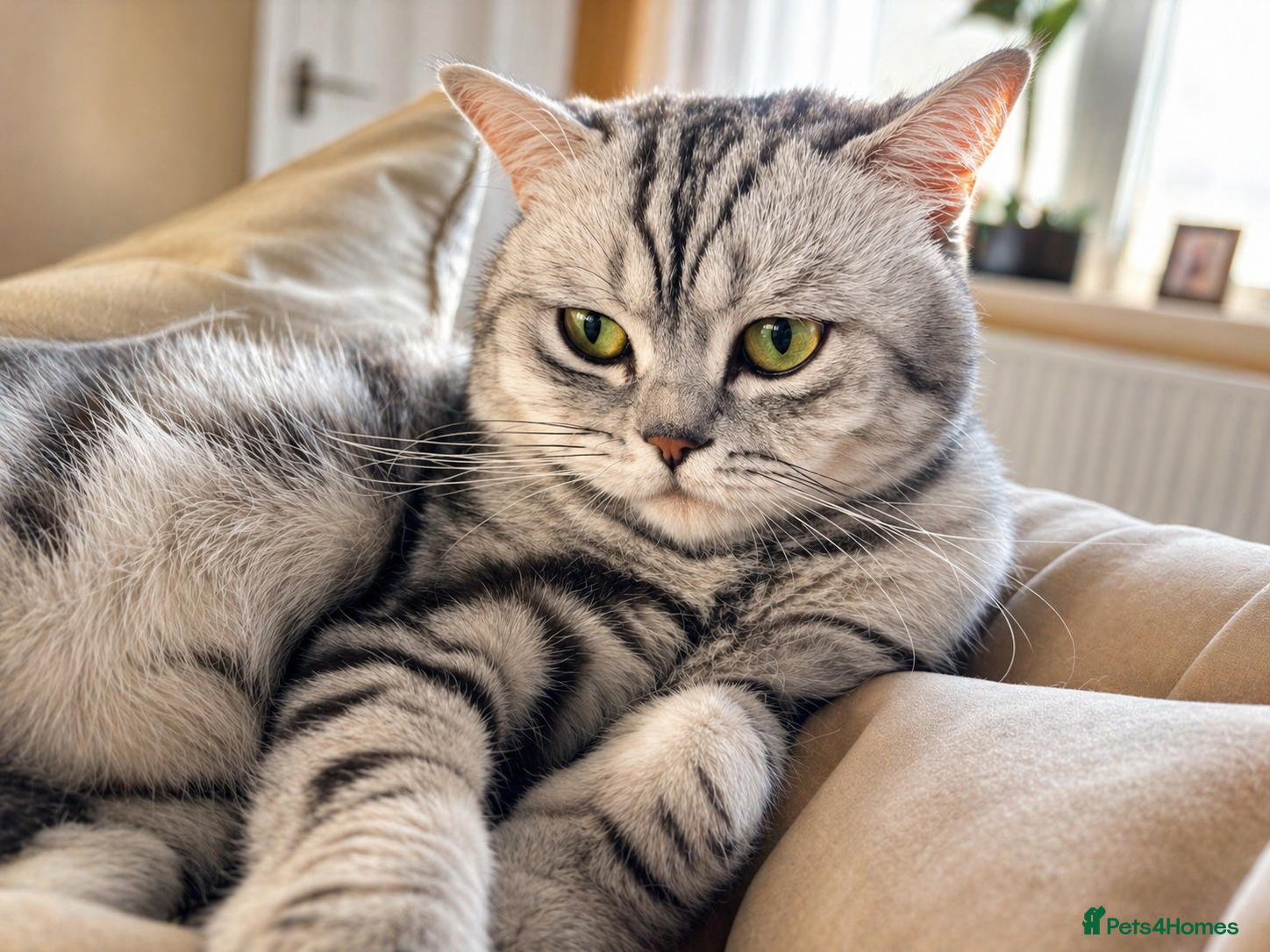 British Shorthair cats GSSF active BSH silver tabby Stud, blood A/B - Advert 18