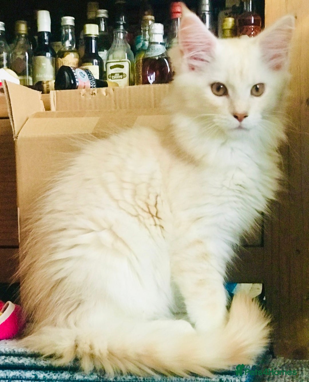 Maine Coon cats for sale: *REDUCED* Beautiful GCCF Pedigree Maine Coons in Torquay - Image 4