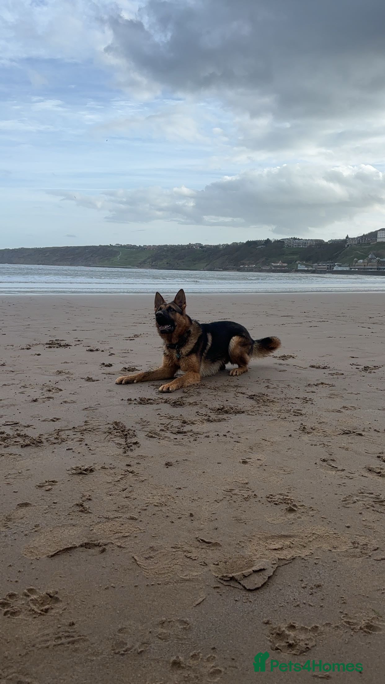 German Shepherd dogs Simba in Doncaster - Advert 13