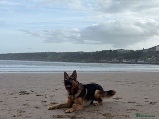 German Shepherd dogs Simba in Doncaster - Advert 1