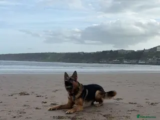 German Shepherd dogs Simba in Doncaster - Advert 6