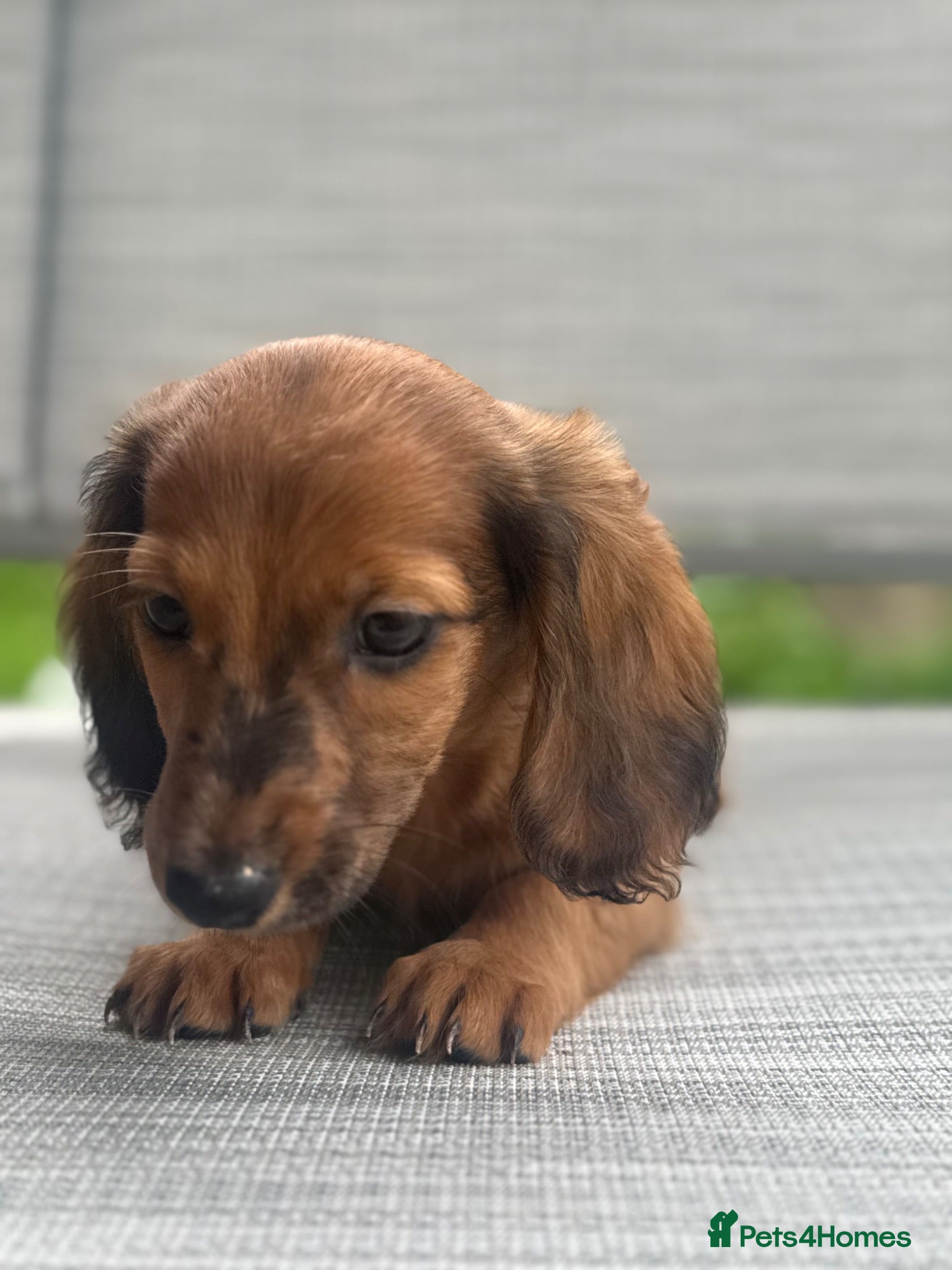 Miniature Dachshund dogs Adorable miniature dachshund puppies  - Advert 1