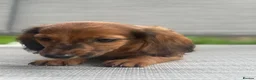 Miniature Dachshund dogs for sale: Adorable miniature dachshund puppies  - Advert 14