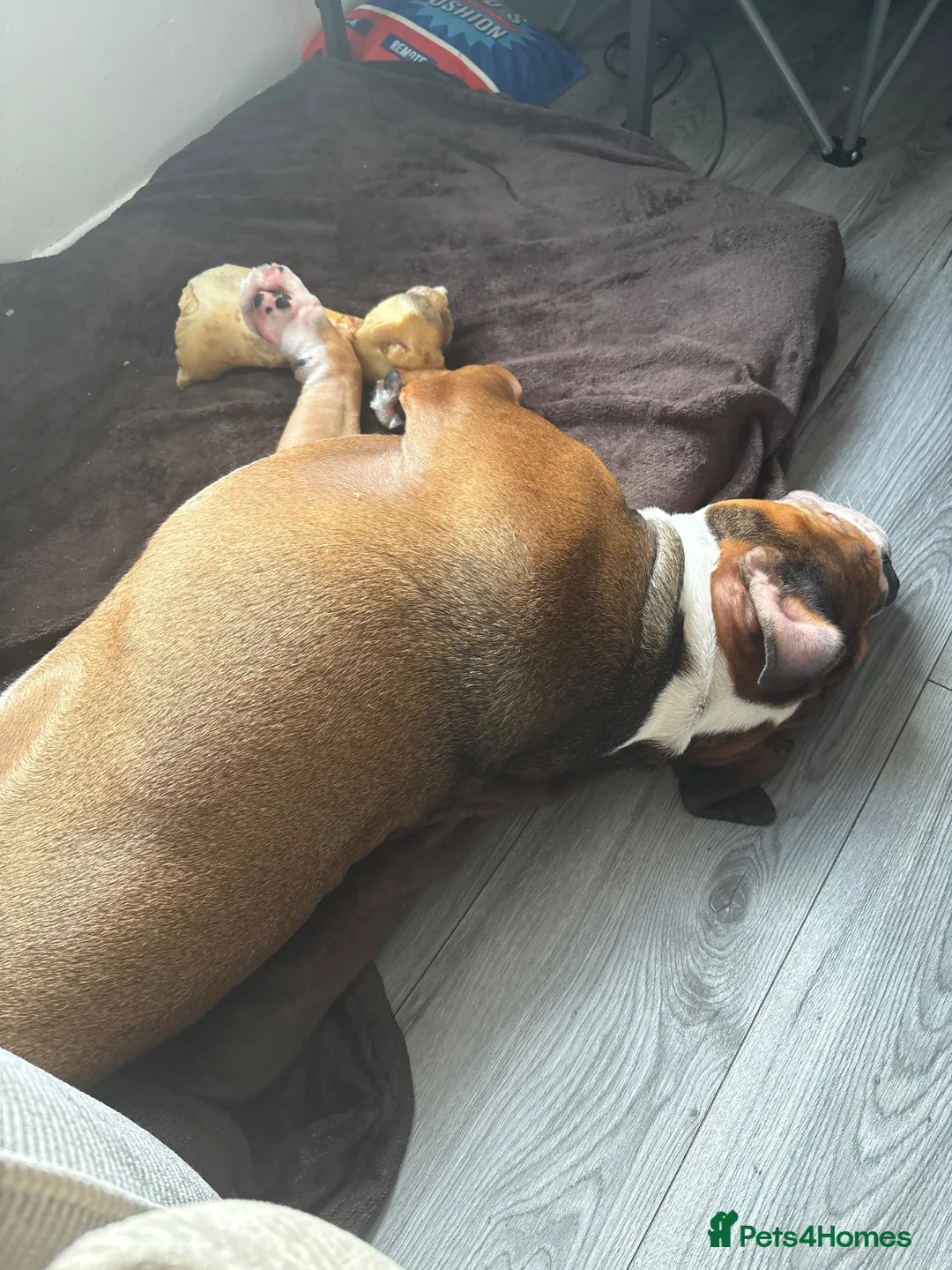 Mixed Breed dogs for sale: Rubble in Sunbury-on-Thames - Advert 2