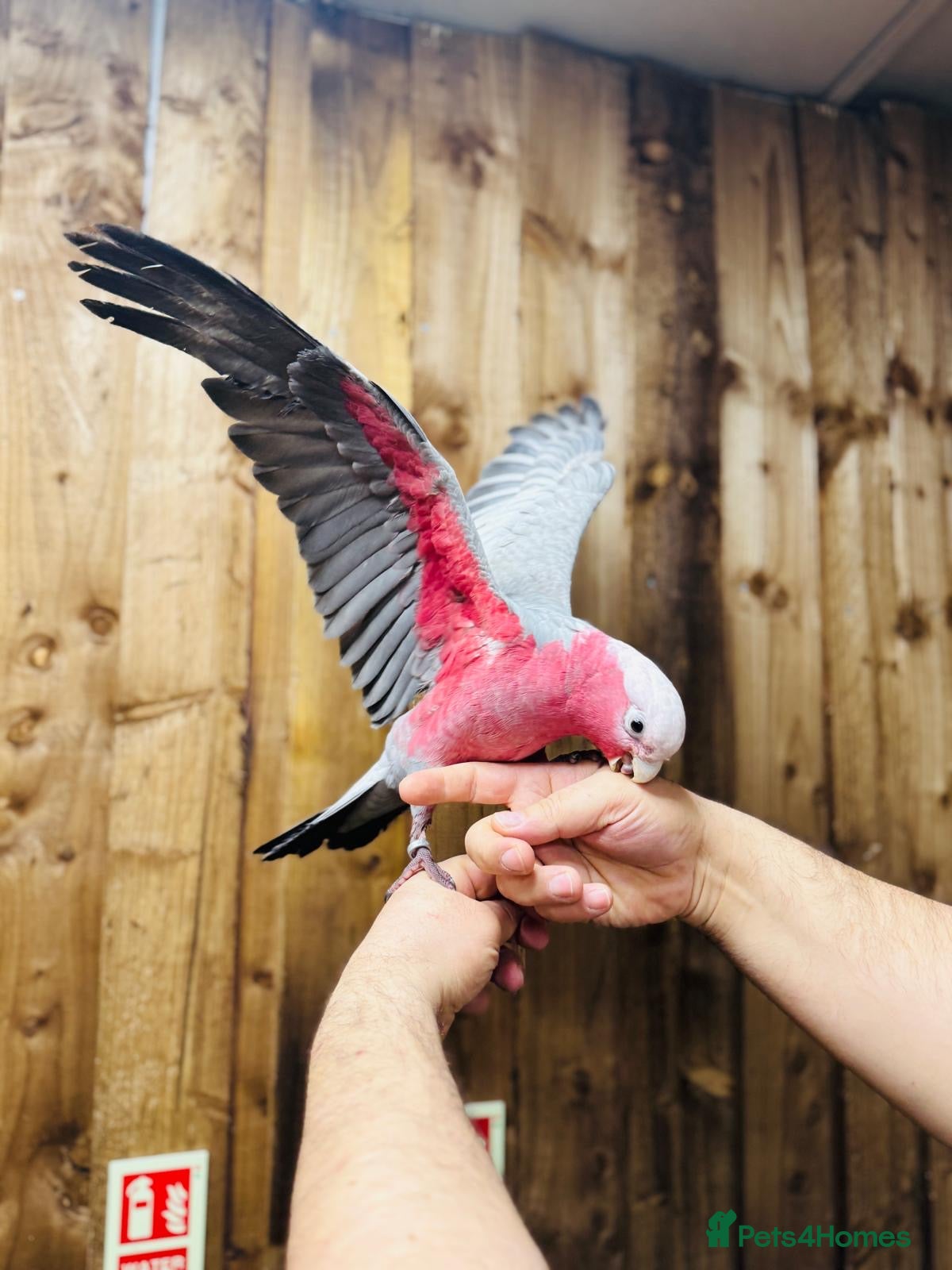 Cockatoo birds Galah cackatoo fully tamed - Advert 2