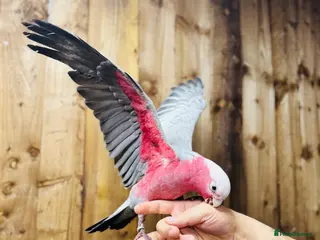 Cockatoo birds Galah cackatoo fully tamed - Advert 3